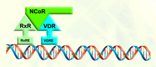 Arnold Group at the University of Wisconsin Milwaukee-Research: Vitamin D Transcription Suppression